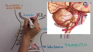 VASCULARIZACION ARTERIAL ENCEFALICA PARTE 2 Vertebrobasilar [upl. by Yart]