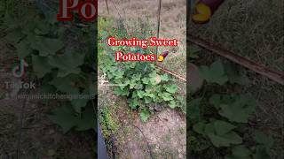 Growing Sweet Potatoes [upl. by Lanrev552]