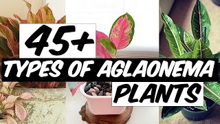 48 Types of Aglaonema Plants  The Planet of Greens [upl. by Aisat]