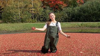 Cranberry Harvest 2021  Family Farming [upl. by Roddie67]