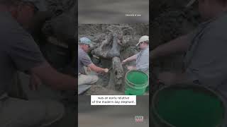 Ancient Mastodon Skull Dug Up in Iowa shorts [upl. by Conney937]