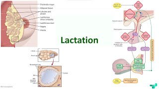 Lactation amp Milk Ejection ReflexMBBS First Year Physiology [upl. by Siuqaj]