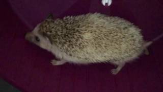 Pet Hedgehog Running in slomo [upl. by Mimi]