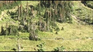 Video Hikers run from a grizzly bear in Glacier National Park [upl. by Theola]