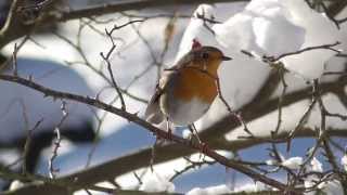 Rotkehlchen Erithacus rubecula © Lothar Lenz [upl. by Sivart]