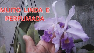 LAELIA PURPURATA WERKHAUSERI X CATTLEYA WARNERI COERULEA [upl. by Macur168]