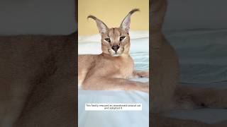 This family rescued an abandoned caracal cat and adopted it animalshorts shortvideo [upl. by Inobe]