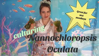 How to culture Nannochloropsis Oculata  Great for sea monkeys [upl. by Oilerua]