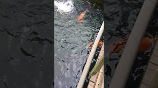 ikan ini enak banget tulangnya bisa dimakan 424台中市和平區東關路一段松鶴一巷201號 魚之鄉谷關 鱘龍魚料理餐廳 [upl. by Raleigh]