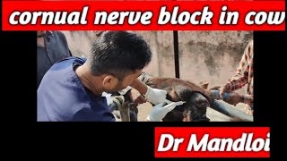 Cornual nerve block in cow l Drmandloi [upl. by Charley]