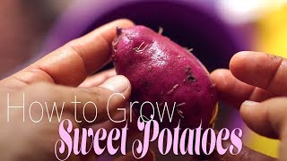 How To Grow Sweet Potatoes  Tips and Common Mistakes [upl. by Animar946]