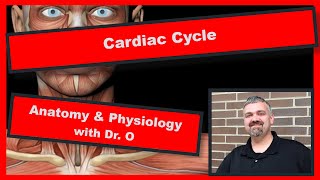 Cardiac Cycle Anatomy and Physiology [upl. by Aliled916]