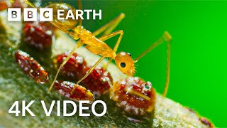 Yellow Crazy Ants Kill Red Crab  4K UHD  Planet Earth II  BBC Earth [upl. by Tabshey]