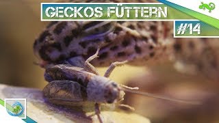 Leopardgeckos füttern  Infovideo  14 GeckoTagebuch [upl. by Brottman]