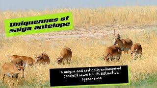 Saiga antelope  primarily feeding on grasses and other vegetation animals facts animalfact [upl. by Nylesor]