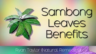 Sambong Leaves Benefits and Uses [upl. by Ilowell]