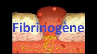 Fibrinogène coagulation du sang [upl. by Nertie696]