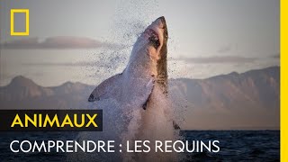 COMPRENDRE  Les requins [upl. by Tanaka]