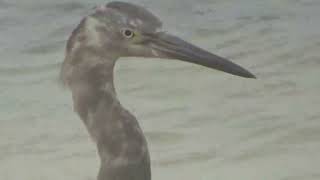 Reddish Egret  Flies In And Makes An Appearance [upl. by Harraf130]