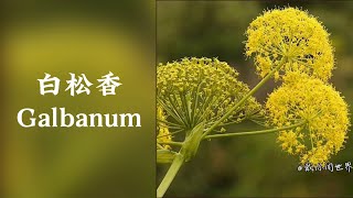 香水原料：Galbanum（白松香、格蓬、古蓬香脂） [upl. by Liu100]