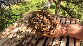 Most Have Never Seen This Before Bees Balling A Queen To Protect Her [upl. by Schuh]