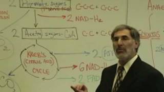 Professor Fink explains CELLULAR RESPIRATION Part 6 Krebs Cycle Electron Transport Chain [upl. by Greenland452]