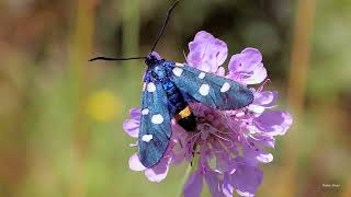 Zygaena ephialtes [upl. by Shorter]