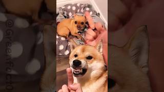 Do you think dogs hate the middle finger shorts viral [upl. by Lledor]