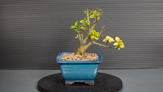 Making Bonsai from nursery stock  3 [upl. by Adnamra]