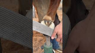 Explanation on rasping a horse hoof  Part 4 [upl. by Trahurn]