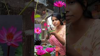 পদ্ম ফুল🌺minivloggardenplantsbengaltrending viralshortvideolotusশাপলাshortsshortsfeed [upl. by Lucia901]