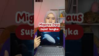 SUPER LANGKA amp MISTERIUS MIGALOO SI PAUS ALBINO😱🥺 migaloo marinasea pausbungkuk [upl. by Packston]