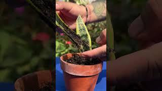 Como Cuidar la planta de sansevieria  COMO PLANTAR EN TIERRA Y AGUA LA SANSEVIERIA [upl. by Leelah]