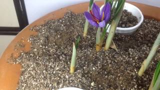 Single Saffron Flower Bloom Timelapse [upl. by Htebiram163]