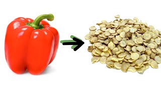 Harvesting Pepper Seeds  how to MAXIMIZE germination rates [upl. by Bigod]