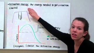 How Enzymes Work from PDB101 [upl. by Tatiana]