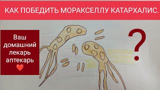 МОРАКСЕЛЛА КАТАРХАЛИС НЕПОБЕДИМА [upl. by Maddox907]