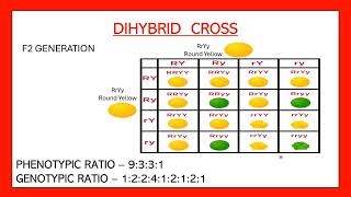 Dihybrid cross easy  Phenotypic and genotypic ratio of dihybrid cross  Heredity and evolution [upl. by Norak960]