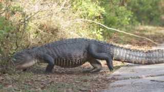 Alligator Walking [upl. by Bej]