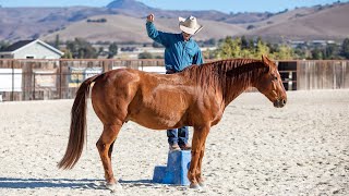 Teaching a Horse to Come up Beside You on A Mounting Block [upl. by Kalli]