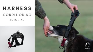 How to Condition a Dog Harness BAUMUTT IN  LINE non pull harness [upl. by Dlanigger]