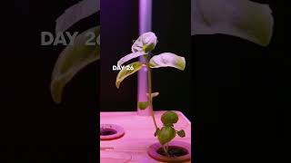 Grow BASIL in HYDROPONIC no soil only water timelapse [upl. by Estren]