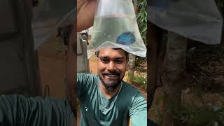 പെൺ മീന് ചെക്കനെ തപ്പി ഇറങ്ങിയപ്പോൾ😂  buying fish from aquarium shop  new fish  fish breeding [upl. by Dorfman60]