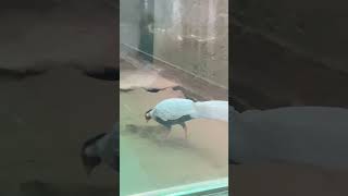 zoo zooparkvlog vlogger birds dehiwalazoo nature birdslover nationalzoo [upl. by Piderit]