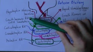 Anterior pituitary gland in easy language [upl. by Eened]