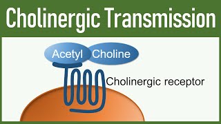 Cholinergic Transmission  Autonomic nervous system [upl. by Finkelstein524]