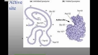 MBW14Lecture 4 Enzymes and Protein Regulation [upl. by Coombs]