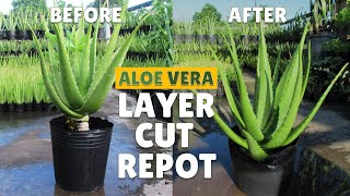 How To Layer Cut and Repot Big Aloe Vera Plant [upl. by Asyal650]