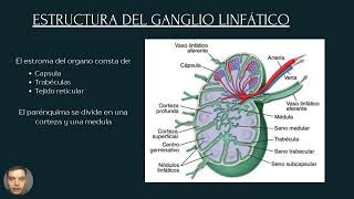 Ganglio linfático [upl. by Diao]