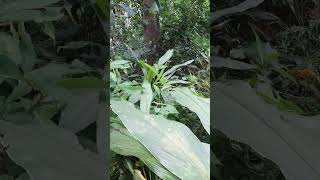 Arrowroot plant കൂവ്വകൃഷി [upl. by Elleirol]